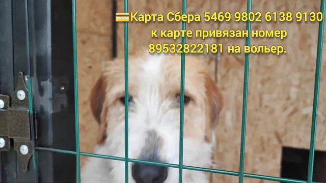 Вольер -приют для бездомных собачек надеюсь скоро будет готов/ Спасибо тем кто помогает ❤ смотреть онлайн