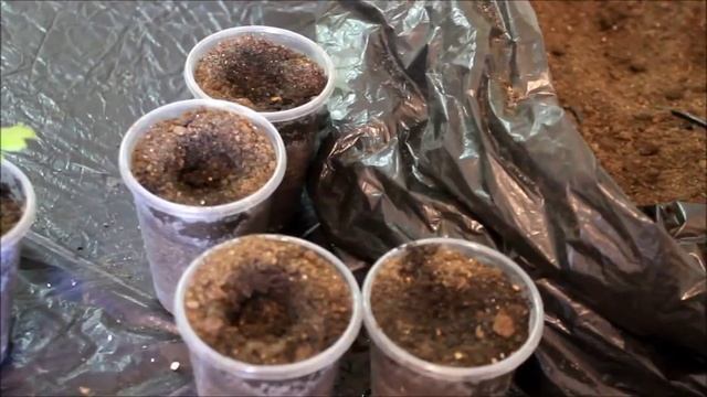 Черенкование хризантем смотреть онлайн