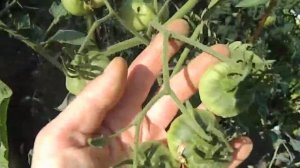 Томат Сердце Гамильтон.