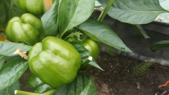 Семена перца из магазинных плодов. Результаты посева.