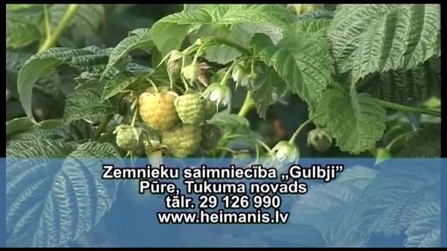 Augļu koku stādi. Z/S „Gulbji" смотреть онлайн