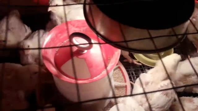 Бройлеры рос 308 смотреть онлайн