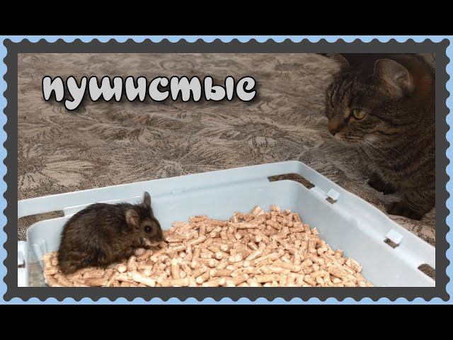 !! ПУШИСТЫЕ!!!!    #хомка #хомячок #хомячки #грызун #грызуны  #джунгарскийхомяк