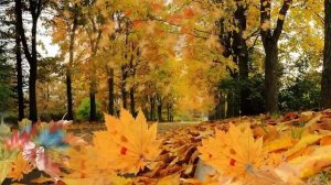 ПЕСНЯ О ЛИСТЬЯХ, (После бала) исп.Л.Скат