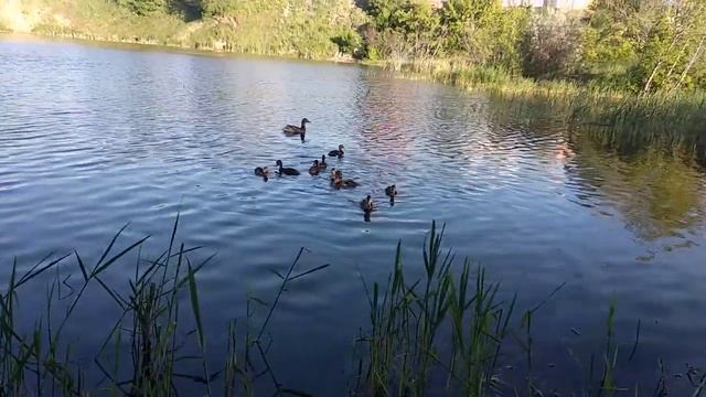 На рыбалке утки клюют лучше рыб смотреть онлайн