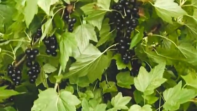 О сортах чёрной смородины