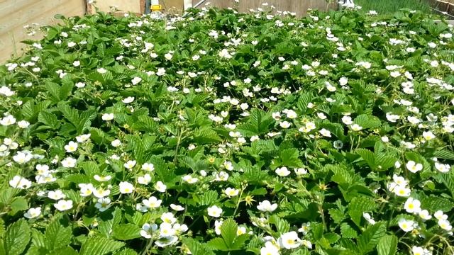 Цветущая Дача Забайкалье 2017год смотреть онлайн