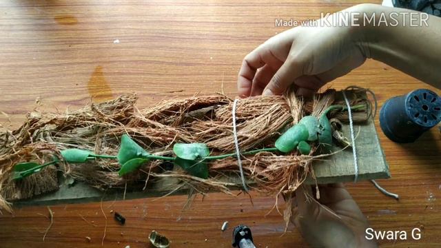 Repotting #Dischidiaplants:Plant that grows on trees(#Orchid, #Hoyas)|#repotwithme|Repotting plants смотреть онлайн