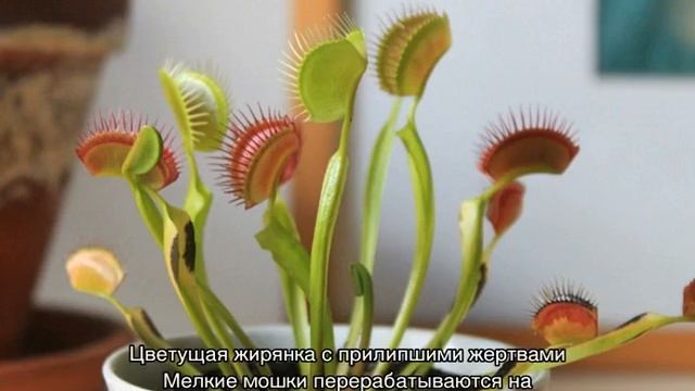 Хищные растения — насекомоядные цветки в домашних условиях