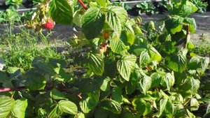 Самый лучший сорт ремонтантной малины