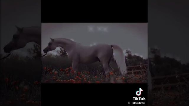 Лошади арабской породы??