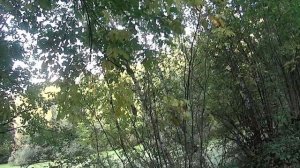 Охота на утку с подхода с ТОЗ-34