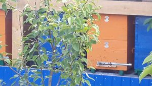 Мини пасека на даче