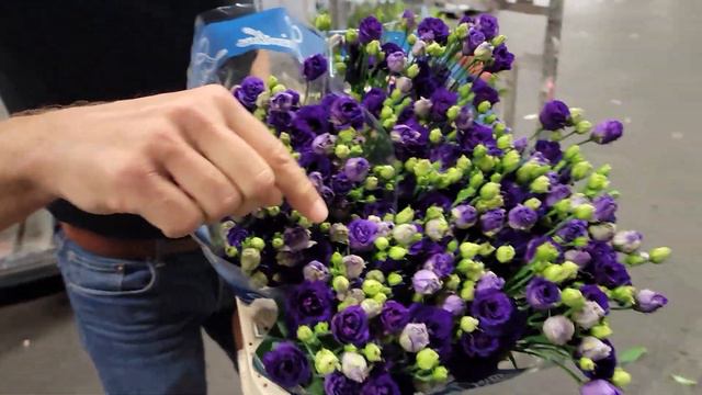 EUSTOMA G DOUBLINI BLUE - Florea.cz смотреть онлайн