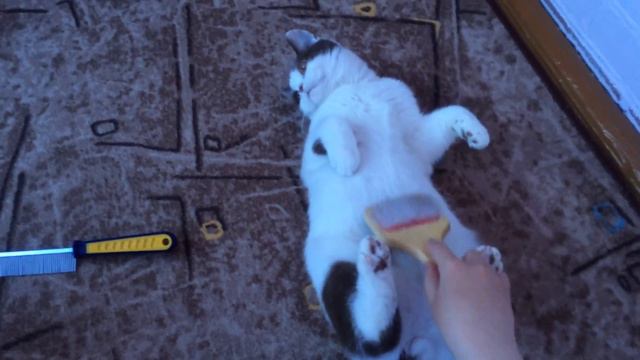 Британский кот обожает расчесываться смотреть онлайн