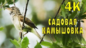 Садовая камышовка поёт и имитирует других птиц