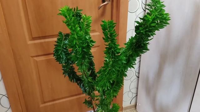 Мирт Боэтика в августе 2021 г., Myrtus Boetica. смотреть онлайн