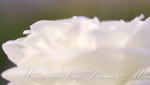 Роза "Sugar moon" - Питомник "Сад Вашей Мечты" (R-571)