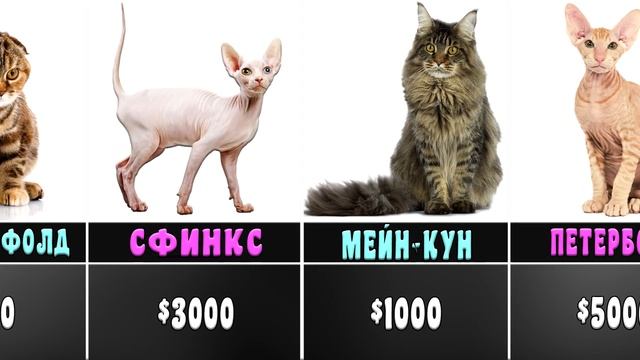 САМЫЕ ДОРОГИЕ КОШКИ В МИРЕ - ЛУЧШИЕ ПОРОДЫ