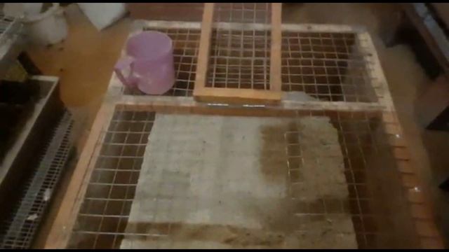 Купание перепелов смотреть онлайн