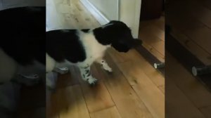 Английский спрингер-спаниель