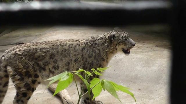 Снежный барс (Московский зоопарк) смотреть онлайн