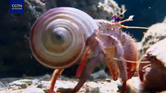 Как сражаются за раковину Диогеновые раки-отшельники (Left-handed hermit crabs) из сем. Diogenidae