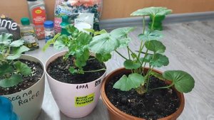 СРОЧНО! Опрыскайте по Листу ГЕРАНЬ! И даже самые чахлые кустики станут зелеными и тронутся в Рост ☝