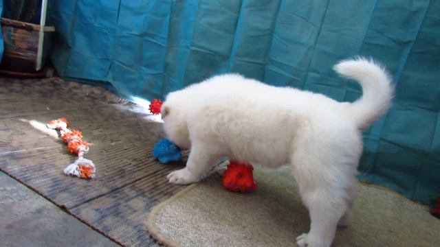 Щенки - Белая Швейцарская Овчарка (kennel "Star Way") смотреть онлайн