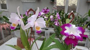 Aciopea Ecuagenera Passion, Anguloa ruckeri , Cattleya warneri coerulea ,
