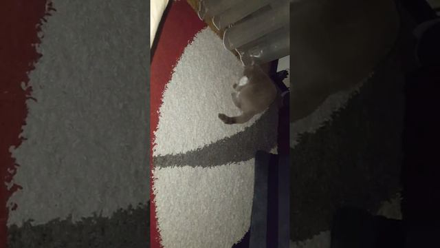 кот топчет тапок )))) смотреть онлайн