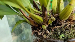 Maxillaria picta очередное цветение.