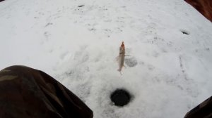 рыбалка на плотву и густеру. ловля рыбы в декабре на реке