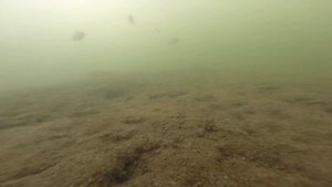 река Проня рыбалка. Съемка  под водой