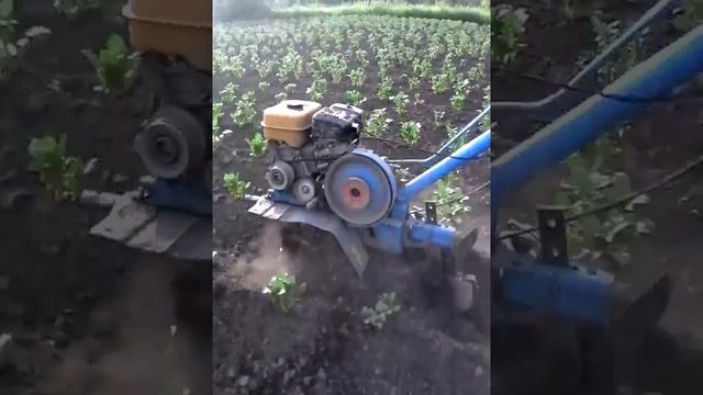 Окучник роторный одинарныйдля мотоблока НЕВА