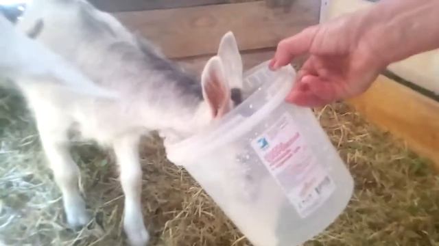 учим козлят кушать самостоятельно. Солнечная жизнь в деревне смотреть онлайн