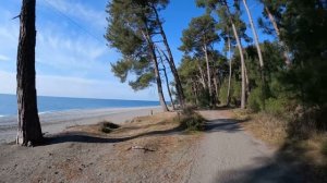 Реликтовые Сосны в Пицунде зимой [Абхазия море в Пицунде январь 2023 2]