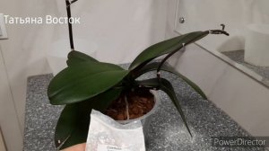 Клещи на орхидеях? Чем обработать ее?