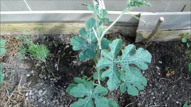 Картофель, Арбузы, Кабачки, Тыквы, Лук, Клюква. Обзор посадок. смотреть онлайн