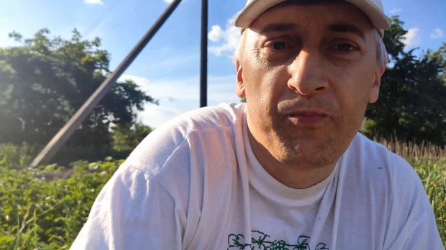 Отрываем стрелки чеснока и про размножение чеснока "семенами"