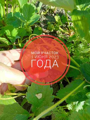 Мой участок  1 июня 2023 года
