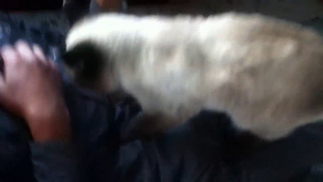 Домашние питомцы. Кот по кличке Сяма. Домашний массаж. смотреть онлайн