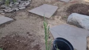 Формируем вертикальный можжевельник с молоду. Техника стрижки, щадящей обрезки веток.