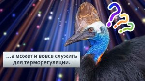Казуар Самая опасная птица на планете с тесаками на ногах