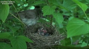 Sylvia atricapilla (Blackcap, Черноголовая славка, гнездо 2015) Moscow HD