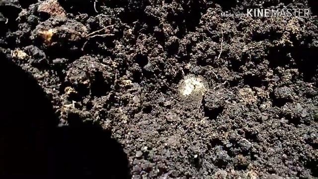 ШУРФ НА МЕСТЕ СТАРОГО ДОМА смотреть онлайн