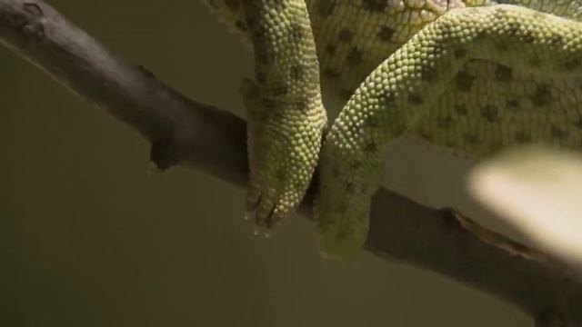 Хамелеоны - как они видят мир смотреть онлайн