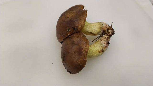 Первые маслята/ Mushrooms смотреть онлайн