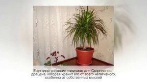 Комнатные растения по знаку зодиака. СКОРПИОН (24 октября — 22 ноября)