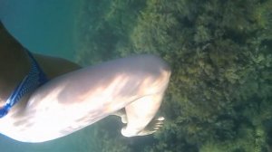 Черное море 2020г.  Снорклинг.